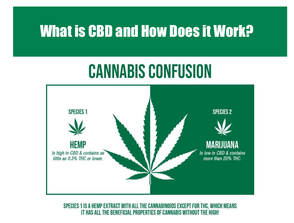 CBD 101