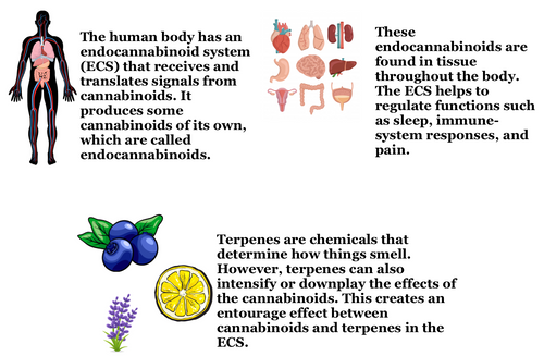 CBD 101